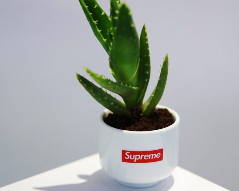 Supreme Diy Cactus Plant Pot Varmode