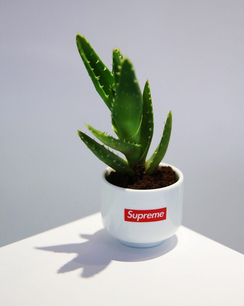 Supreme Diy Cactus Plant Pot Varmode